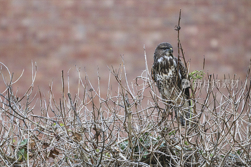 常见的秃鹰(Buteo Buteo)